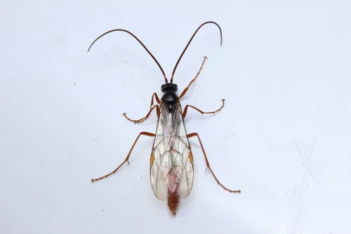 Ophion dombroskii