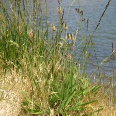 ribwort plantain thumbnail 2