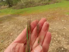 Red Brome thumbnail 2