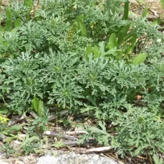 silver beachweed thumbnail 3
