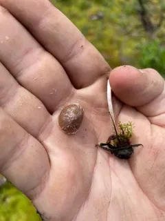 Psathyrella frustulenta thumbnail 2