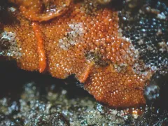 Red Ripple Bryozoan thumbnail 4