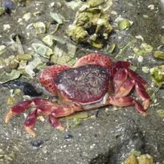 Purple Shore Crab thumbnail 2