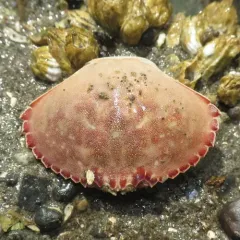 Graceful Rock Crab thumbnail 2