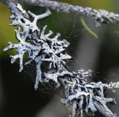 Powder-tipped Antler Lichen thumbnail 3