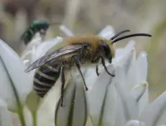 Kincaid's Cellophane Bee thumbnail 3