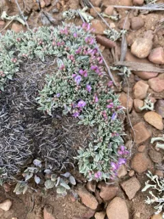 Bastard Draba Milkvetch thumbnail 2