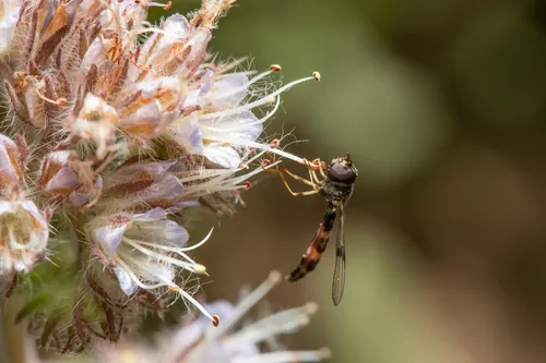 Western Band-winged Hover Fly
