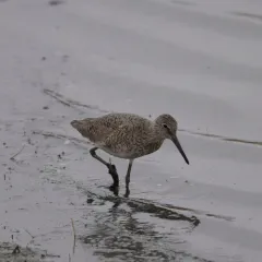 Willet thumbnail 4