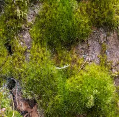 Fragile Fork-moss thumbnail 4