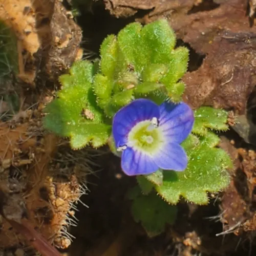 Grey Field-speedwell