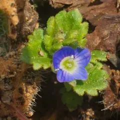 Grey Field-speedwell thumbnail 1