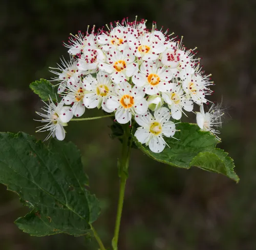 Midwestern ninebark
