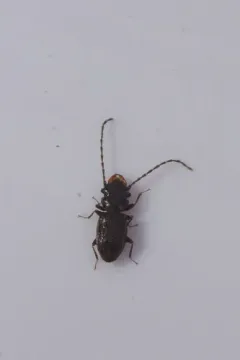 Charaphloeus convexulus thumbnail 2