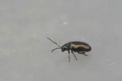 Phyllotreta zimmermanni thumbnail 4