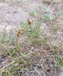 Douglas' sedge thumbnail 2