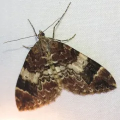10-spotted Rhododendron Moth thumbnail 2