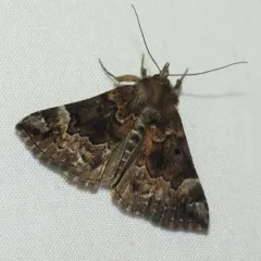 Mottled Snout thumbnail 3