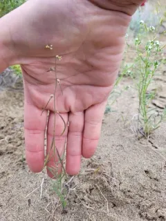 Fiddle Mustard thumbnail 2