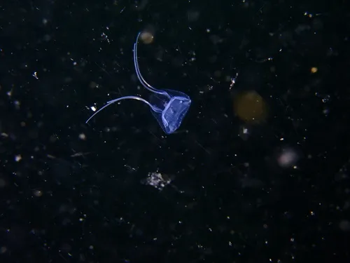 Solmundaegina nematophora