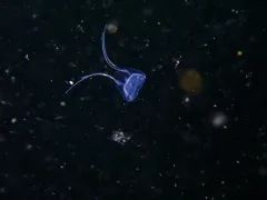 Solmundaegina nematophora thumbnail 1