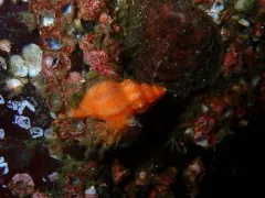 Lurid Rocksnail thumbnail 1