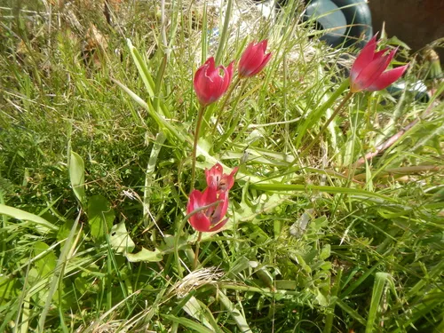 Tulipa humilis