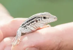 Colorado Checkered Whiptail thumbnail 4