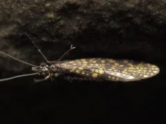 Dolophilodes distinctus thumbnail 1