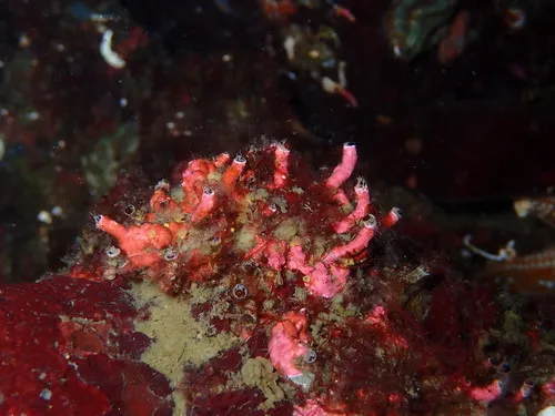 Compact worm snail
