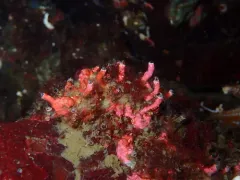 Compact worm snail thumbnail 1
