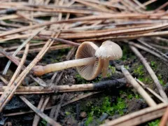 Psathyrella pennata thumbnail 2