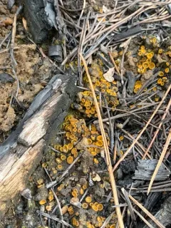 Tricharina gilva thumbnail 3
