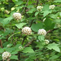 Pacific ninebark thumbnail 2