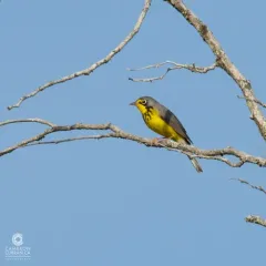 Canada Warbler thumbnail 1