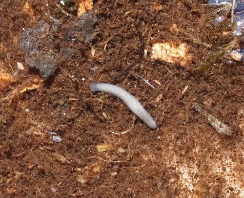 Phagocata morgani