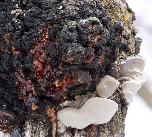 Corky bark disease
