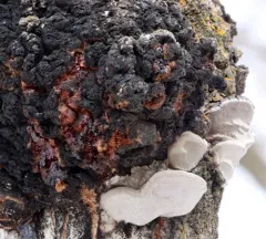 Corky bark disease thumbnail 1