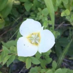 Baker's Mariposa Lily thumbnail 2