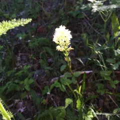 Meadow Deathcamas thumbnail 1