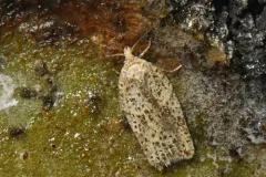 Acleris negundana thumbnail 3