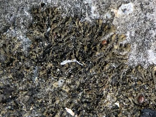 Placynthium stenophyllum