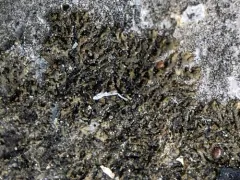 Placynthium stenophyllum thumbnail 1