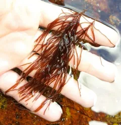 Agardh's red weed thumbnail 3