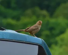 California Towhee thumbnail 2
