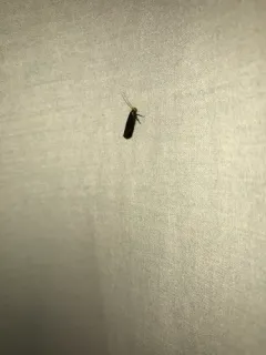 Dichomeris purpureofusca thumbnail 1