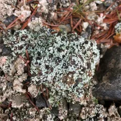 Granular Soil Foam Lichen thumbnail 3