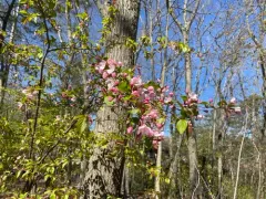 southern crabapple thumbnail 3