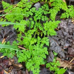 Bur Parsley thumbnail 4