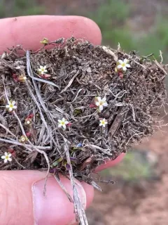 dwarf starcup thumbnail 2